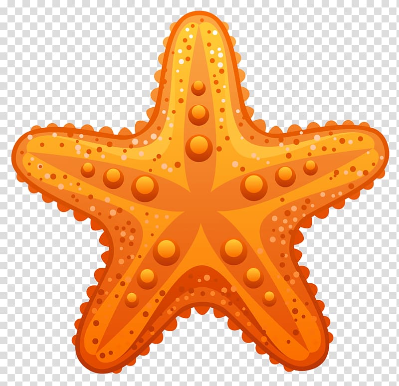 Starfish transparent background PNG clipart