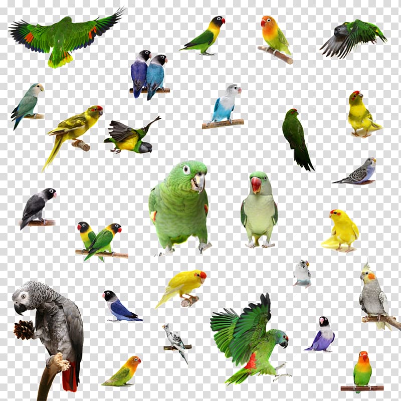 Rosy-faced lovebird Parrot Yellow-collared lovebird, parrot transparent background PNG clipart