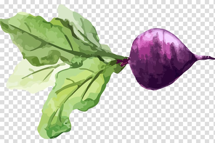 Chard Turnip Watercolor painting Vegetable Food, vegetable transparent background PNG clipart