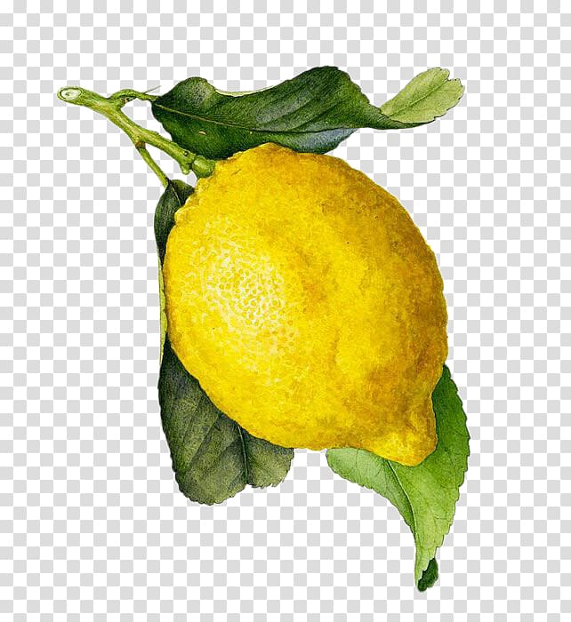yellow lemon illustration, Juice Limoncello Lemon Watercolor painting Botanical illustration, lemon transparent background PNG clipart