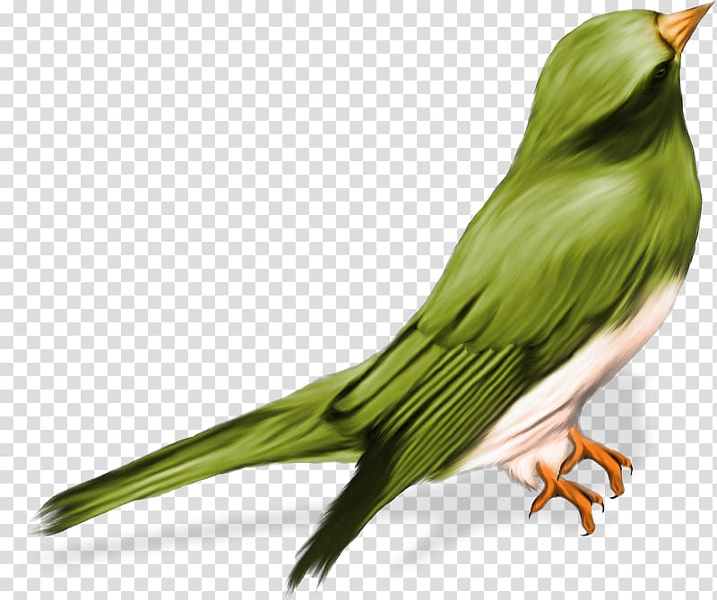 Bird White-winged chough Australian mudnester , Bird transparent background PNG clipart