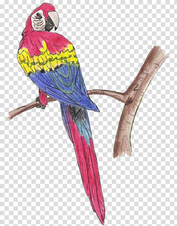 Bird Macaw Parakeet Feather Beak, Scarlet Macaw transparent background PNG clipart