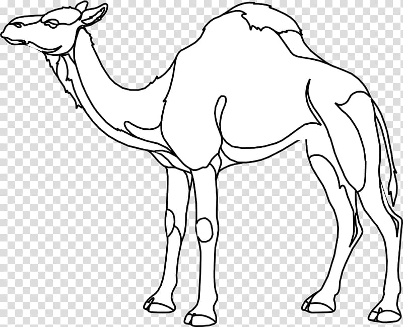 Dromedary Drawing Coloring book, camel transparent background PNG clipart