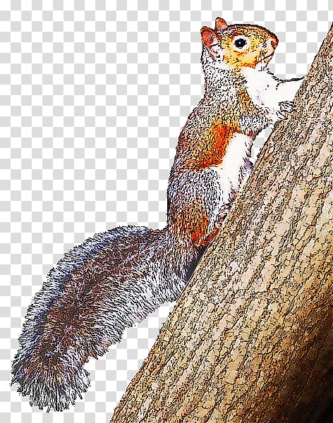 Eastern gray squirrel Open Free content, grey squirrel transparent background PNG clipart