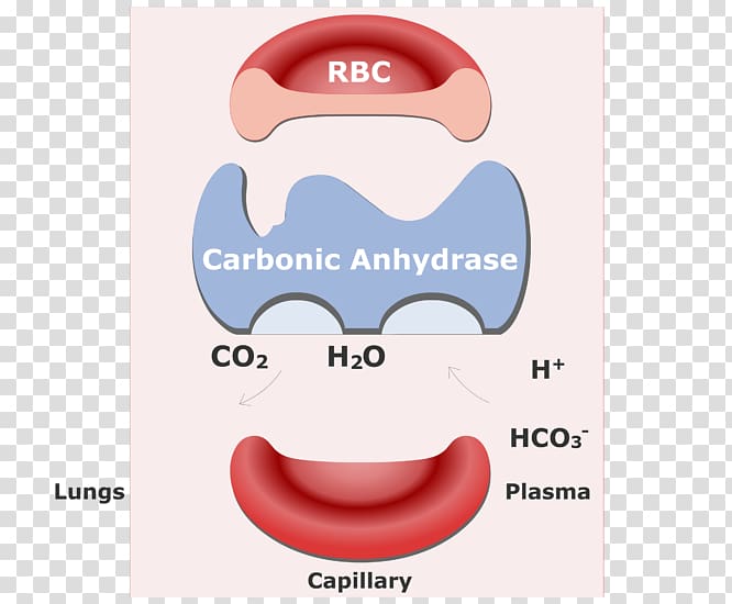 Carbon dioxide Red blood cell Bicarbonate Hemoglobin, red blood cells transparent background PNG clipart