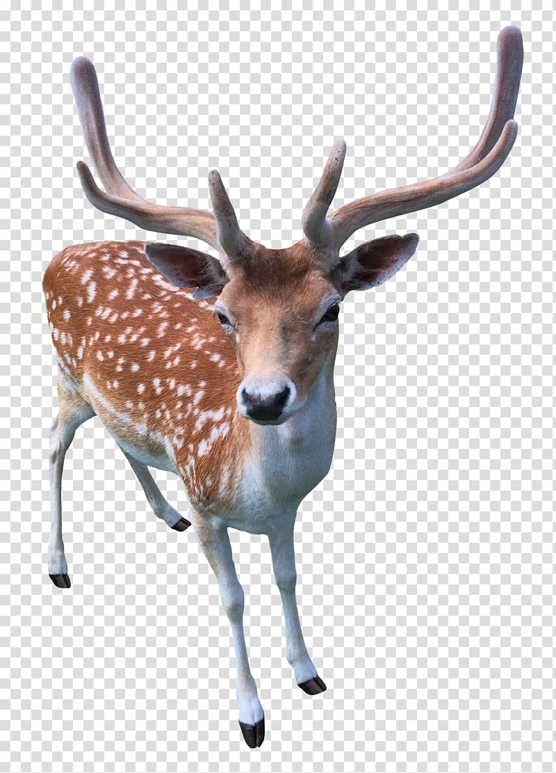 Reindeer, Deer transparent background PNG clipart