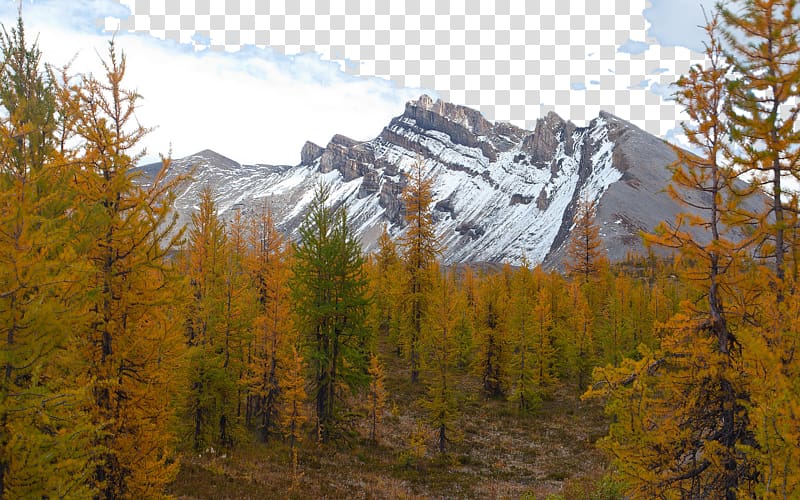 Mount Assiniboine Provincial Park Larch Forest , Mount Assiniboine Provincial Park in Canada due to seven transparent background PNG clipart