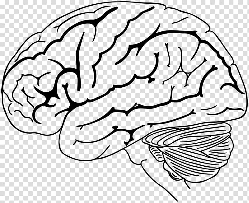 The Human Brain Coloring Book Anatomy, brain cartoon transparent background PNG clipart