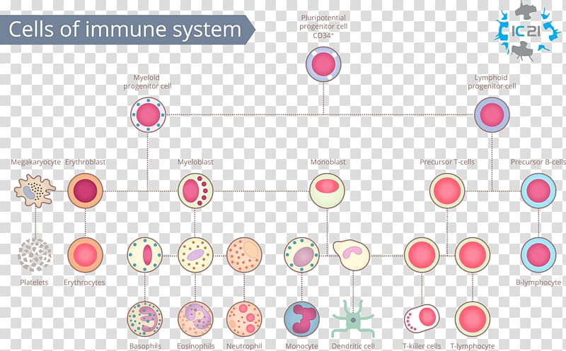 Immune system White blood cell Immunity Human body, unhealthy transparent background PNG clipart