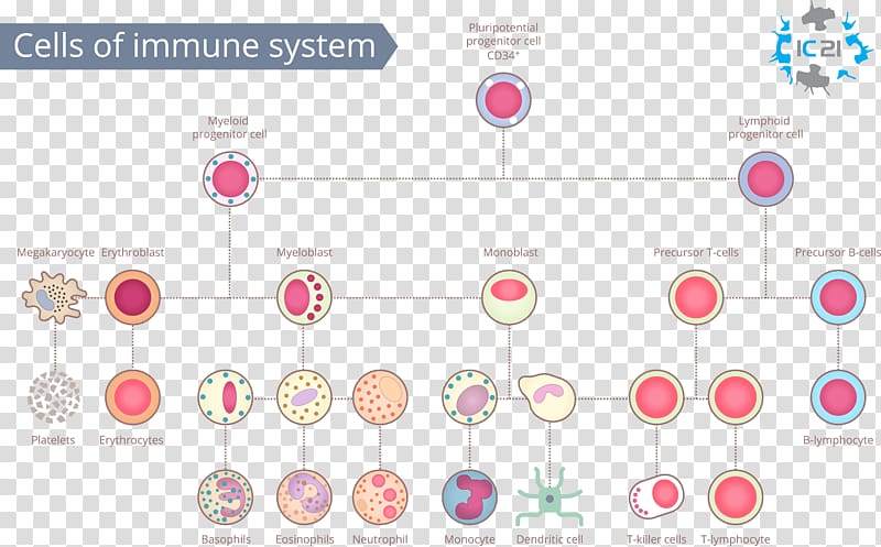 Free download | Immune system White blood cell Immunity Human body