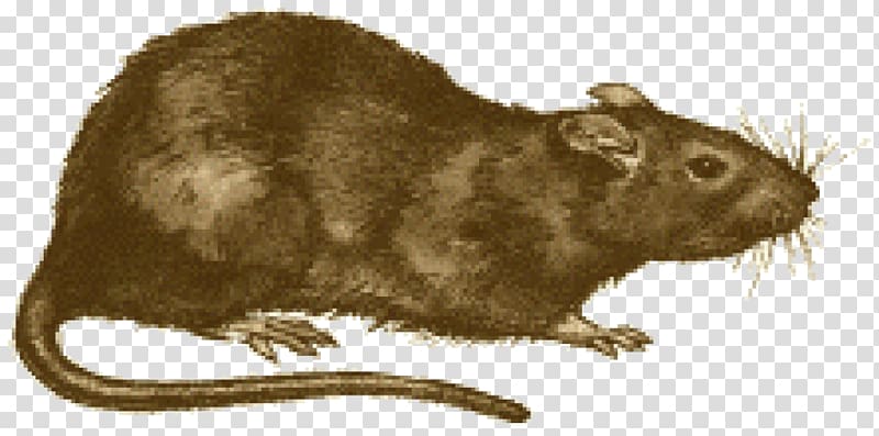 Brown rat Black Death Rodent Black rat Oriental rat flea, flea transparent background PNG clipart