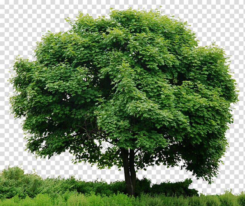 Look at trees , Tree In , green tree illustration transparent background PNG clipart