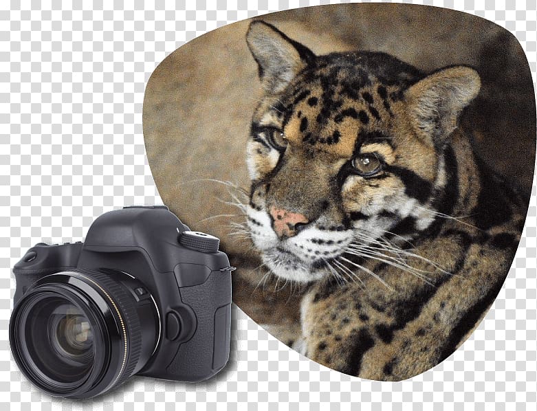 Tiger Clouded leopard Wildcat Great Cats World Park, cat park transparent background PNG clipart