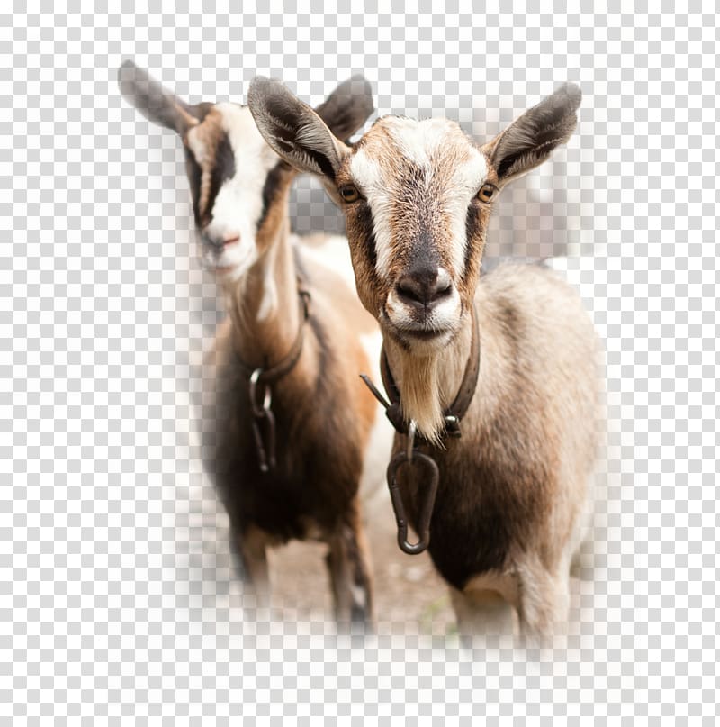 Spanish goat Sheep Cattle Goat milk, goat transparent background PNG clipart