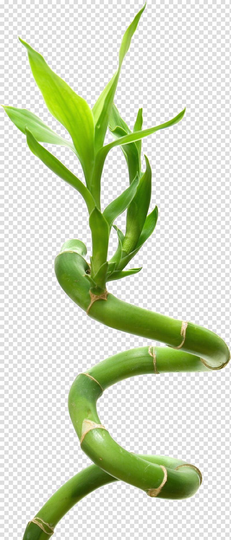 Lucky bamboo Fotolia, bamboo transparent background PNG clipart