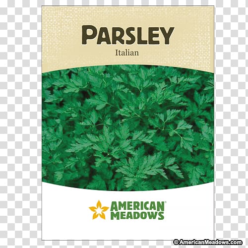 Flat-leaved parsley Herb Seed Vegetable Germination, parsley transparent background PNG clipart