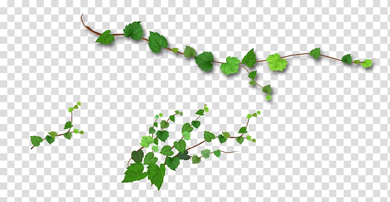 green leaves illustration, Branch Leaf Tree, Realistic tree vine transparent background PNG clipart