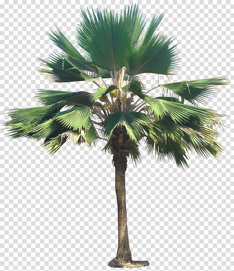 Pritchardia pacifica Pritchardia thurstonii Arecaceae Plant Tree, palm trees transparent background PNG clipart