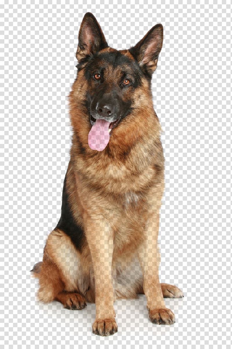 Dogs transparent background PNG clipart