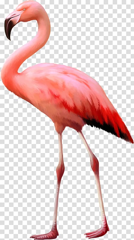 Flamingo , Pink ostrich transparent background PNG clipart