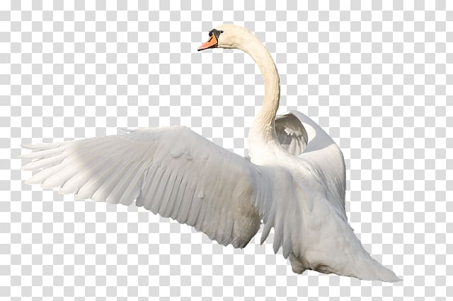 Swan transparent background PNG clipart