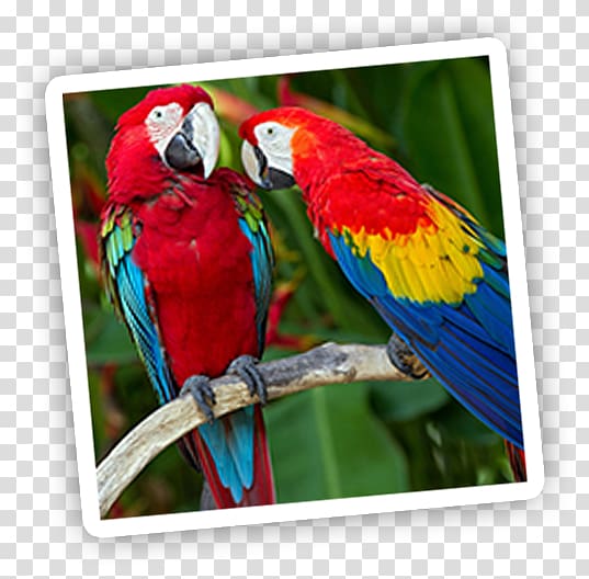 Parrot Bird Red-and-green macaw Scarlet macaw, parrot transparent background PNG clipart