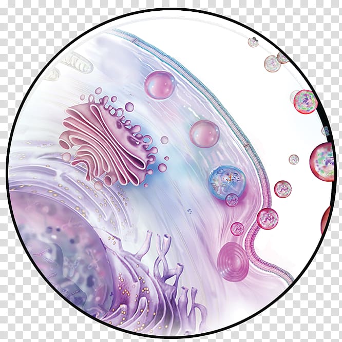 Exosome Mesenchymal stem cell Tissue engineering, facial cancer cell transparent background PNG clipart