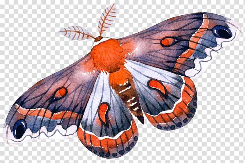 cecropia moth illustration, Monarch butterfly Moth, butterfly transparent background PNG clipart