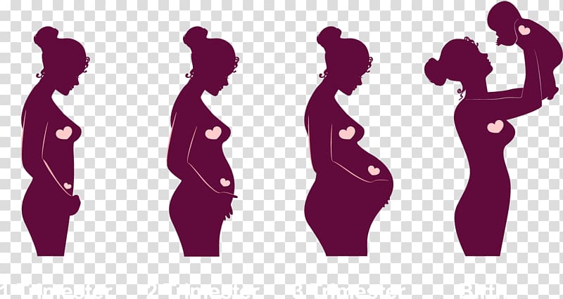 pregnancy stages illustration, Pregnancy Childbirth Academic quarter Embryo Infant, Cartoon pregnant women material transparent background PNG clipart