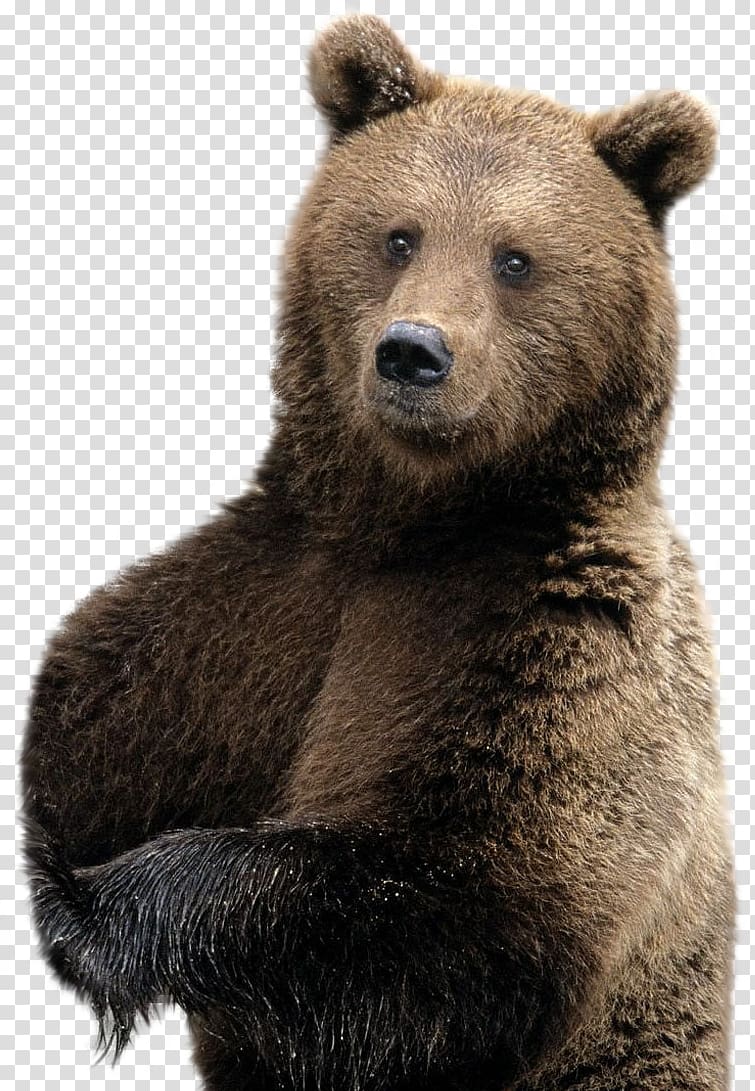 Brown bear Polar bear American black bear Desktop , bear transparent background PNG clipart