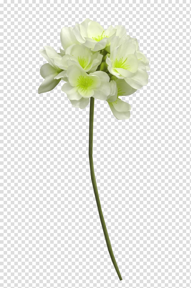 Cut flowers White Cape jasmine, white flowers transparent background PNG clipart
