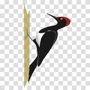 White-bellied woodpecker Bird Black-rumped flameback, Bird transparent background PNG clipart thumbnail