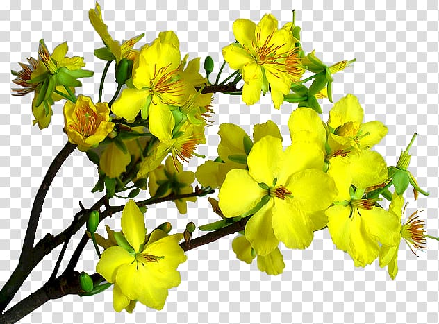 Hypericum Mustard Subshrub Petal, others transparent background PNG clipart