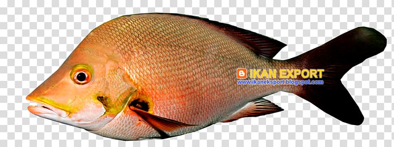Fish White meat Fillet Coral trout, fish transparent background PNG clipart