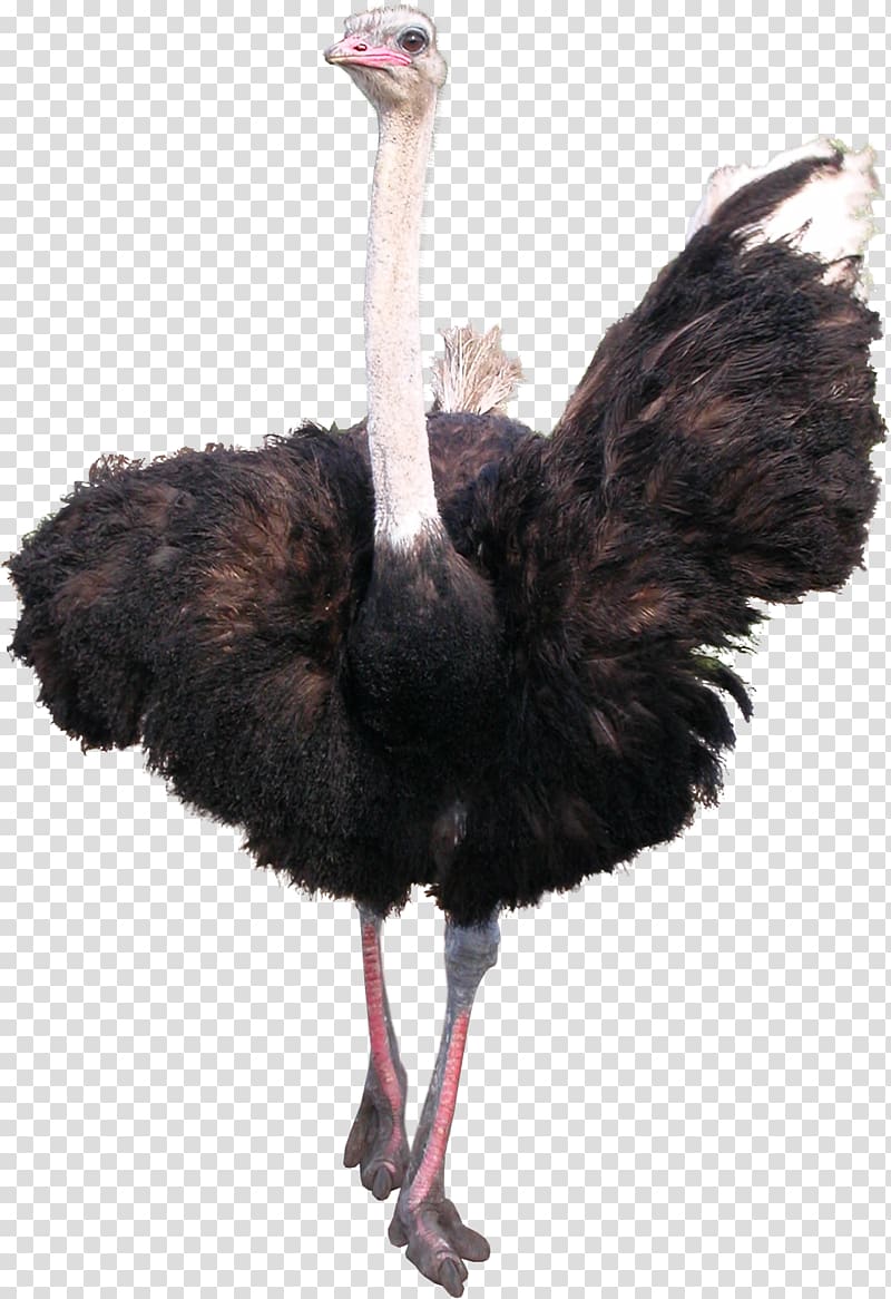 black ostrich, Common ostrich Bird Emu, Ostrich transparent background PNG clipart