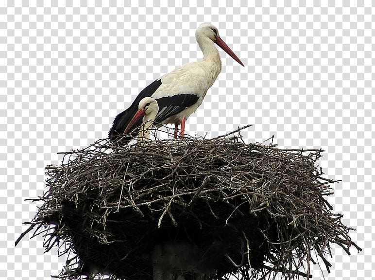 White stork Bird Parrot Cockatiel, Bird transparent background PNG clipart