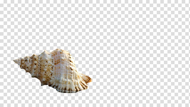 Seashell Starfish Conchology Sea snail, conch transparent background PNG clipart