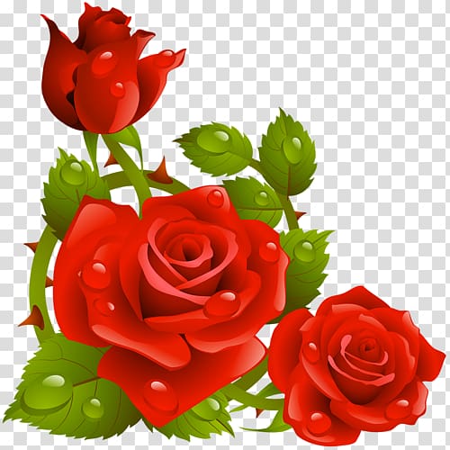 Rose Flower , rose transparent background PNG clipart | HiClipart