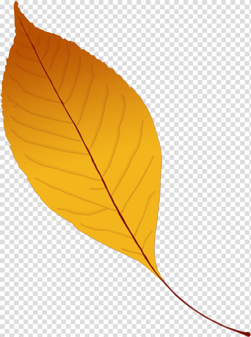 Leaf Yellow Branch , autumn leaves transparent background PNG clipart