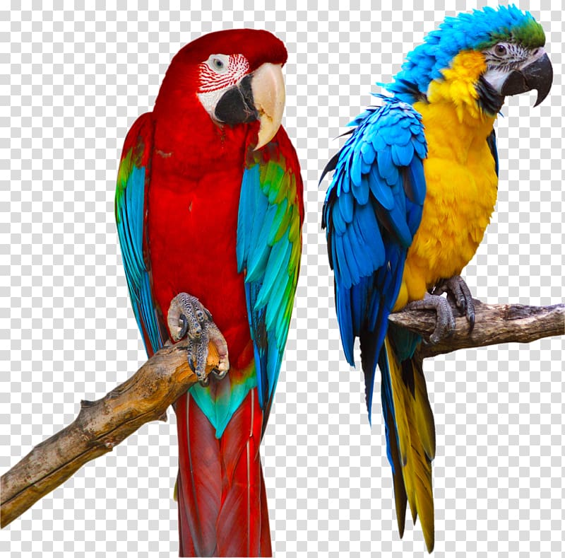 two red and blue parrots, Blue-and-yellow macaw Parrot Red-and-green macaw , parrot transparent background PNG clipart