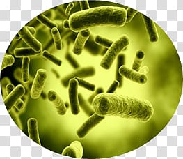 Bacteria transparent background PNG clipart