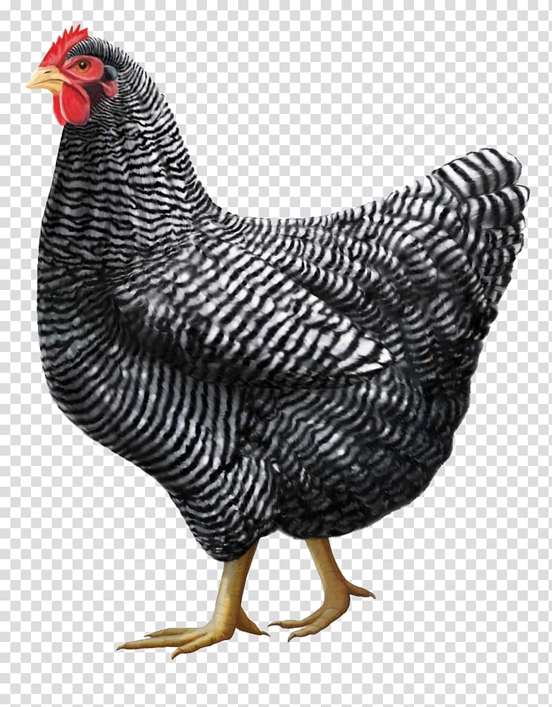 Plymouth Rock chicken Dominique chicken Wyandotte chicken Marans Cornish chicken, Gray chicken transparent background PNG clipart