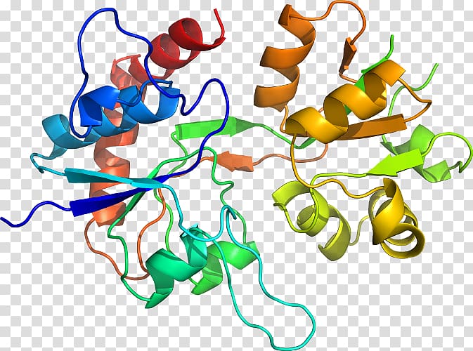 Pepsin Molecule Enzyme Protein Digestion, others transparent background PNG clipart