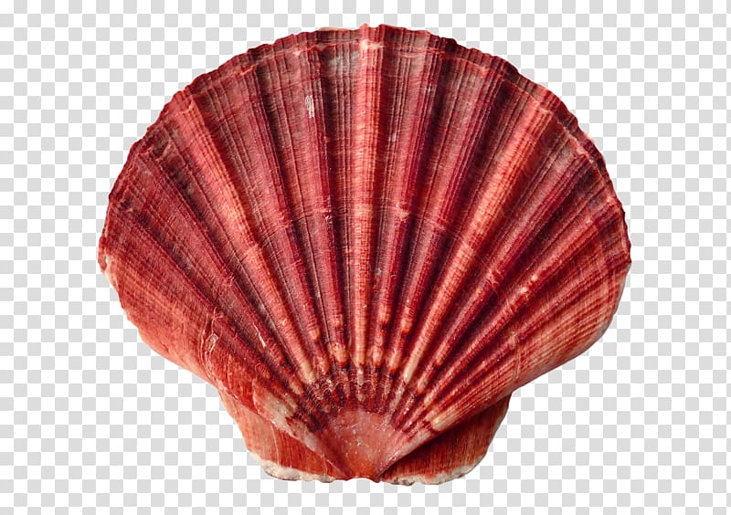 Clam Oyster Seashell Mollusc shell Shellfish, seashell transparent background PNG clipart