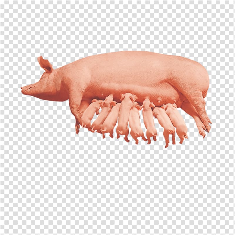 Domestic pig Designer, pig transparent background PNG clipart