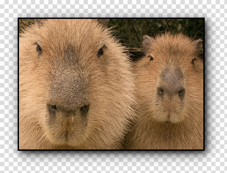 Guinea pig Capybara Whiskers Snout, pig transparent background PNG clipart