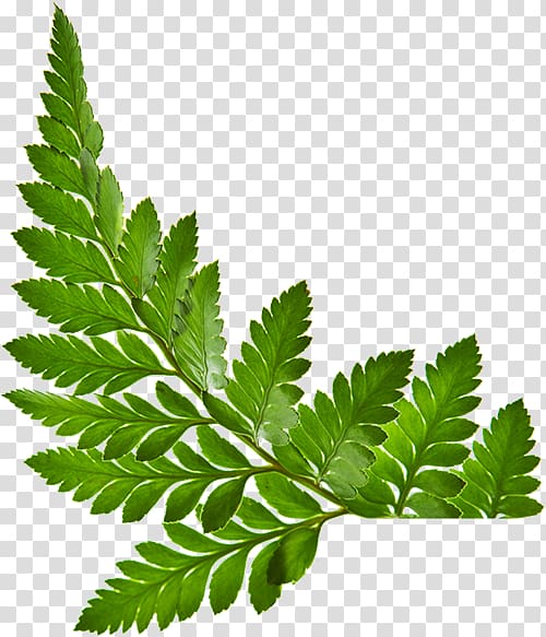 Leaf , pandan leaf transparent background PNG clipart