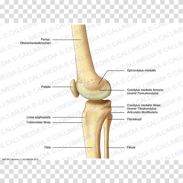 Thumb Bone Knee Human leg Tibia, devi transparent background PNG clipart