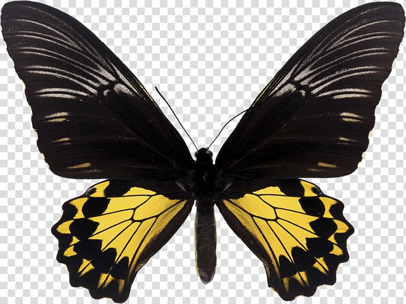 Butterfly Trogonoptera brookiana Birdwing Troides helena, butterfly transparent background PNG clipart