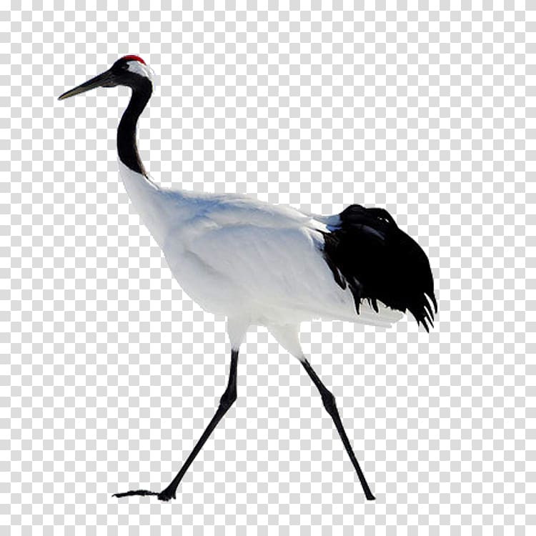 red-crowned crane transparent background PNG clipart